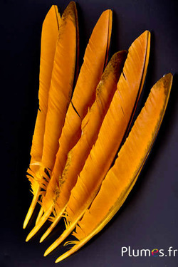 Pfau blau - 35-42 cm - gelb-braun